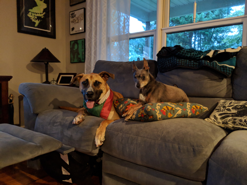 Illustration for article titled Dogs in Cars? (UPDATE: They're all calmed down and friends)